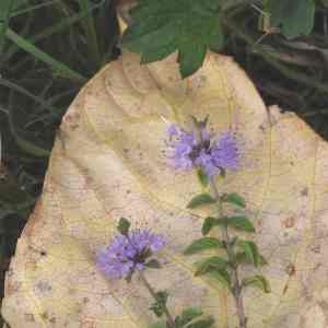 Photographie n°2079480 du taxon Mentha pulegium L. [1753]