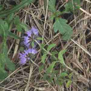 Photographie n°2079481 du taxon Mentha pulegium L. [1753]