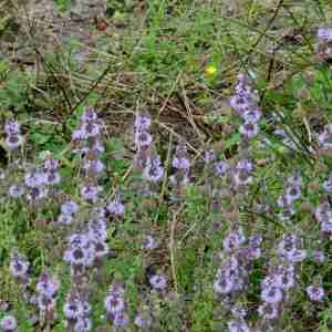 Photographie n°2079483 du taxon Mentha pulegium L. [1753]