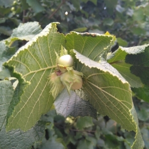 Photographie n°2079923 du taxon Corylus avellana L. [1753]