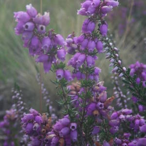 Photographie n°2079984 du taxon Erica cinerea L. [1753]