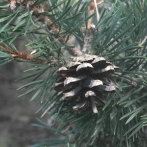Photographie n°2080009 du taxon Pinus mugo subsp. uncinata (Ramond ex DC.) Domin [1936]