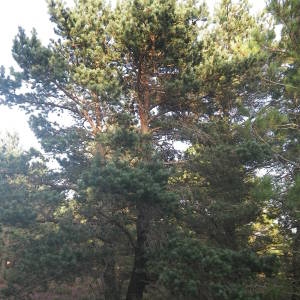 Photographie n°2080011 du taxon Pinus mugo subsp. uncinata (Ramond ex DC.) Domin [1936]