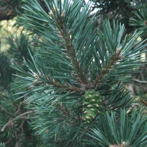Photographie n°2080016 du taxon Pinus mugo subsp. uncinata (Ramond ex DC.) Domin [1936]