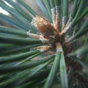 Photographie n°2080019 du taxon Pinus mugo subsp. uncinata (Ramond ex DC.) Domin [1936]