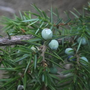 Photographie n°2080038 du taxon Juniperus communis L. [1753]