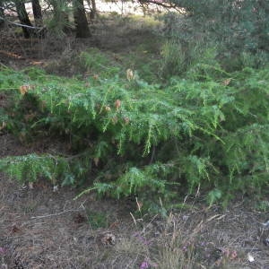 Photographie n°2080041 du taxon Juniperus communis L. [1753]