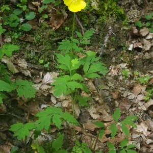 Photographie n°2080197 du taxon Papaver cambricum L. [1753]