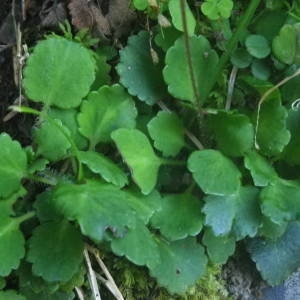 Photographie n°2080204 du taxon Saxifraga hirsuta L. [1759]