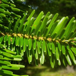 Photographie n°2080215 du taxon Abies alba Mill. [1768]