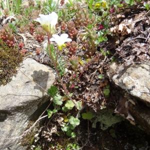 Photographie n°2080757 du taxon Saxifraga granulata L. [1753]