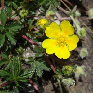 Photographie n°2080917 du taxon Potentilla brauneana Hoppe [1804]