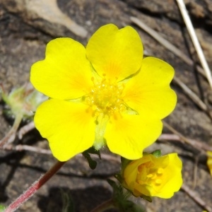 Photographie n°2080919 du taxon Potentilla brauneana Hoppe [1804]