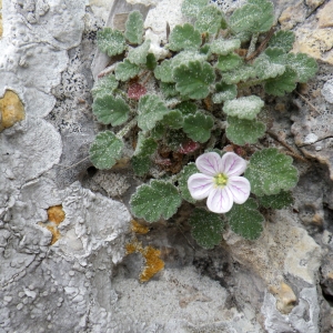 Erodium corsicum Léman (Bec-de-grue de Corse)