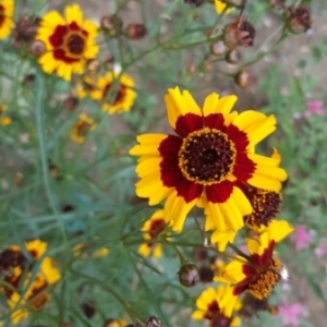 Photographie n°2082027 du taxon Coreopsis tinctoria Nutt. [1821]