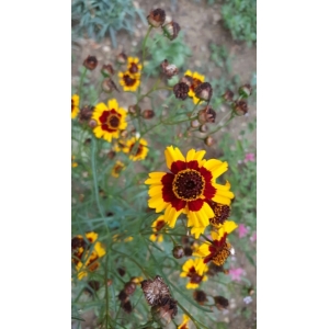 Coreopsis tinctoria Nutt. (Coréopsis des teinturiers)