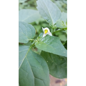 Solanum carolinense L. (Horse-nettle)