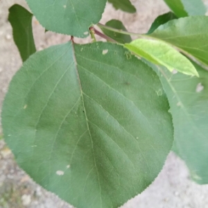 Photographie n°2082371 du taxon Prunus armeniaca L. [1753]