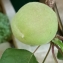  Christophe Gorla - Prunus armeniaca L. [1753]