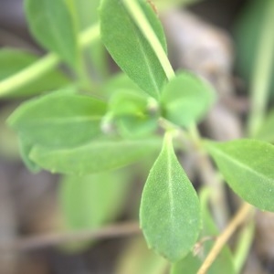 Photographie n°2082422 du taxon Phyla nodiflora (L.) Greene [1899]