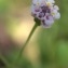  Eric LONGUEMARE - Phyla nodiflora (L.) Greene [1899]