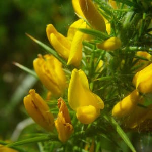 Photographie n°2083096 du taxon Ulex minor Roth [1797]