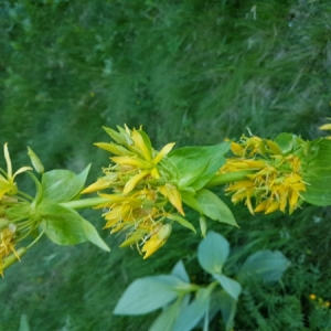 Photographie n°2083364 du taxon Gentiana lutea L. [1753]