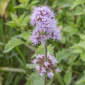 Photographie n°2083434 du taxon Mentha aquatica L. [1753]