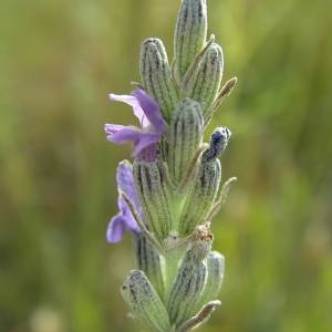 Photographie n°2083581 du taxon Lavandula latifolia Medik. [1784]