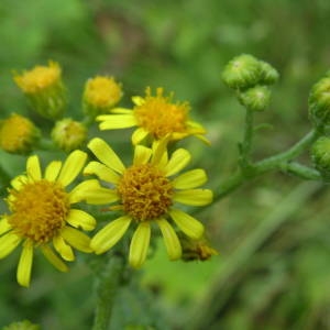 Photographie n°2083598 du taxon Senecio gallicus Vill. [1785]