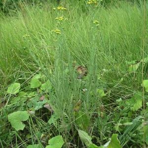 Photographie n°2083599 du taxon Senecio gallicus Vill. [1785]