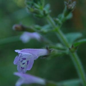 Photographie n°2083603 du taxon Clinopodium nepeta subsp. sylvaticum (Bromf.) Peruzzi & F.Conti [2008]