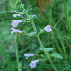 Photographie n°2083604 du taxon Clinopodium nepeta subsp. sylvaticum (Bromf.) Peruzzi & F.Conti [2008]