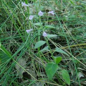 Photographie n°2083605 du taxon Clinopodium nepeta subsp. sylvaticum (Bromf.) Peruzzi & F.Conti [2008]