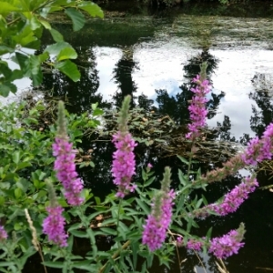 Photographie n°2083791 du taxon Lythrum salicaria L. [1753]