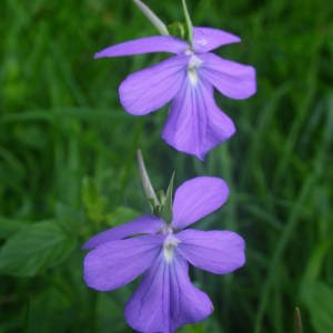 Photographie n°2083804 du taxon Viola cornuta L. [1763]