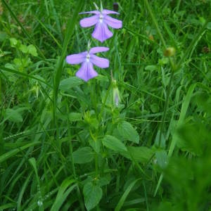 Photographie n°2083810 du taxon Viola cornuta L. [1763]