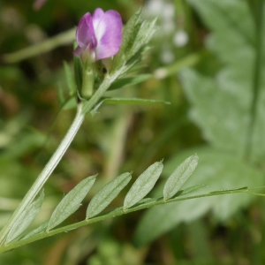 Photographie n°2083926 du taxon Vicia segetalis Thuill. [1799]