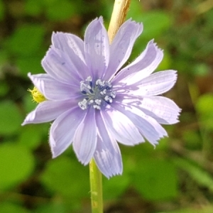 Photographie n°2084064 du taxon Cichorium intybus L.