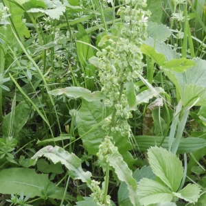 Photographie n°2084081 du taxon Rumex crispus L. [1753]