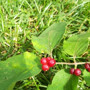 Photographie n°2084117 du taxon Lonicera xylosteum L. [1753]