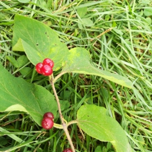 Photographie n°2084119 du taxon Lonicera xylosteum L. [1753]
