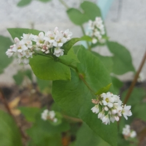 Photographie n°2084636 du taxon Fagopyrum esculentum Moench [1794]