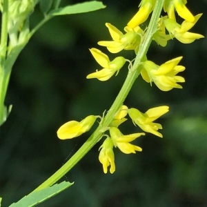 Photographie n°2084774 du taxon Melilotus officinalis (L.) Lam. [1779]