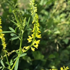 Photographie n°2084775 du taxon Melilotus officinalis (L.) Lam. [1779]