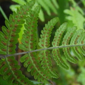 Photographie n°2084947 du taxon Gymnocarpium robertianum (Hoffm.) Newman