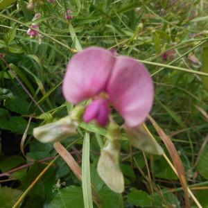 Photographie n°2085195 du taxon Lathyrus sylvestris L. [1753]