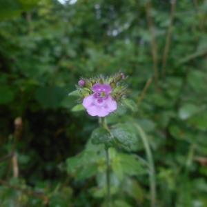 Photographie n°2085268 du taxon Clinopodium vulgare L. [1753]