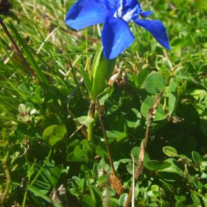 Photographie n°2086128 du taxon Gentiana verna L. [1753]