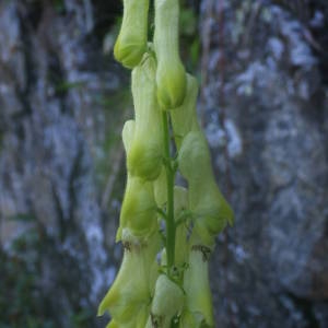 Photographie n°2086138 du taxon Aconitum lycoctonum subsp. neapolitanum (Ten.) Nyman